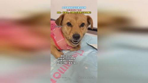 沉浸式狗吃瓜,狗狗视角下的“吃瓜”世界  第3张