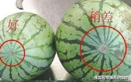 吃瓜越吃越像西瓜,越吃越像西瓜的神奇现象  第3张