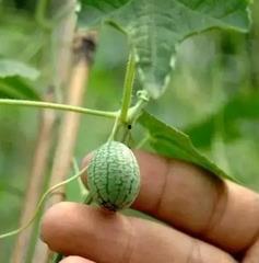 吃瓜网指什么,网络舆论场中的热点追踪者  第3张