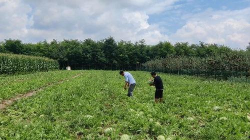 瓜农期盼吃瓜群众,期待吃瓜群众共享丰收喜悦  第2张