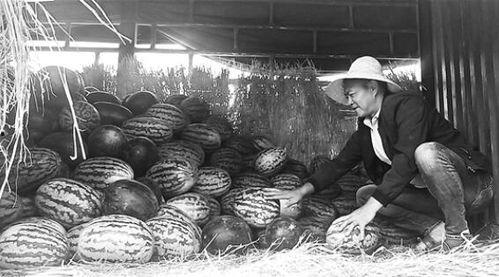 瓜农期盼吃瓜群众,期待吃瓜群众共享丰收喜悦  第3张