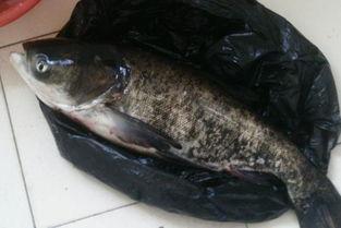 花鲢吃瓜叶,探索绿色养殖新途径