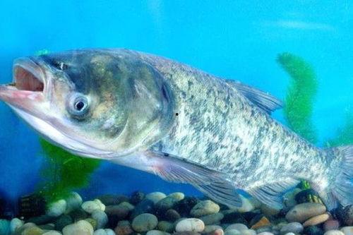 花鲢吃瓜叶,探索绿色养殖新途径  第2张