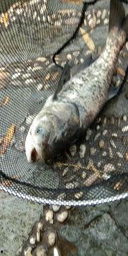 花鲢吃瓜叶,探索绿色养殖新途径  第3张