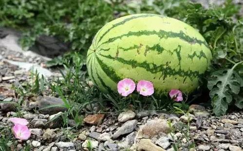 吃瓜一次吃几个最好,一次吃瓜的最佳数量揭秘  第3张