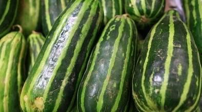 好多瓜可以吃吗,探索“好多瓜可以吃”的丰富世界  第2张