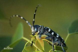 天牛吃不吃瓜,揭秘昆虫的饮食习惯