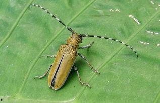 天牛吃不吃瓜,揭秘昆虫的饮食习惯  第3张