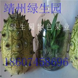 和蜜瓜减肥吃,天然甜味与瘦身双赢的饮食计划  第3张