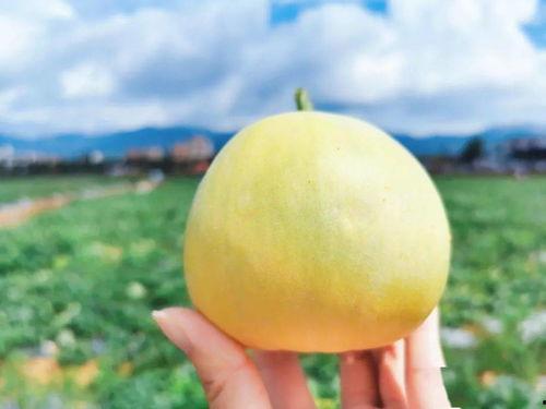 公路旁吃瓜,夏日休闲好去处  第2张