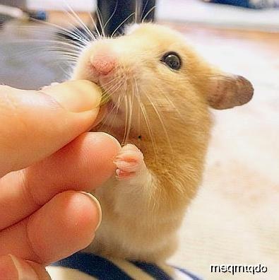 钱鼠吃瓜,揭秘财富与悠闲的奇妙融合