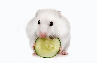 钱鼠吃瓜,揭秘财富与悠闲的奇妙融合  第2张