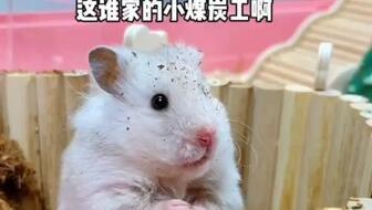 钱鼠吃瓜,揭秘财富与悠闲的奇妙融合  第3张