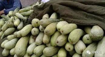 安丘凌河吃瓜,一场别开生面的“吃瓜”盛宴  第2张