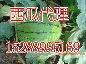 安丘凌河吃瓜,一场别开生面的“吃瓜”盛宴  第3张