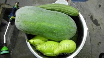 只吃瓜菜,探寻只吃瓜菜的绿色饮食之道  第2张