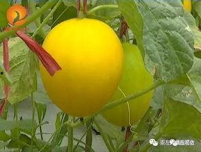 吃瓜群众果宝,揭秘娱乐圈背后的瓜田秘事  第3张