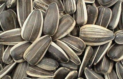 葵葵吃的瓜是什么瓜,揭秘她钟爱的瓜种之谜  第3张