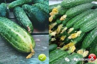 花小瓜吃瓜,揭秘瓜界那些事儿