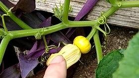 花小瓜吃瓜,揭秘瓜界那些事儿  第3张