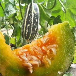 关于桑植吃瓜所有视频,趣味横生的乡村生活瞬间