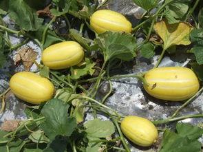 关于桑植吃瓜所有视频,趣味横生的乡村生活瞬间  第2张