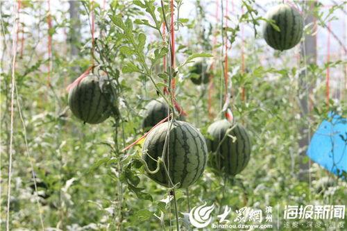 关于桑植吃瓜所有视频,趣味横生的乡村生活瞬间  第3张