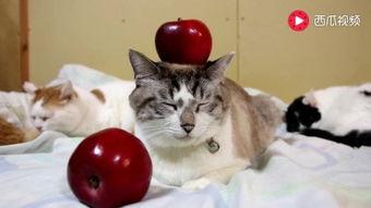 猫猫可以吃福瓜,福瓜成为猫咪新宠  第2张