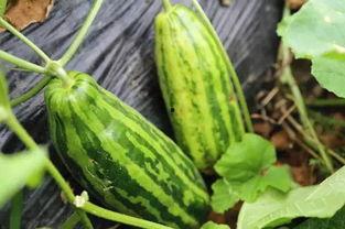 这时间吃瓜不冷吗啥意思,揭秘“根据这时间吃瓜不冷吗”的趣味生活智慧  第3张