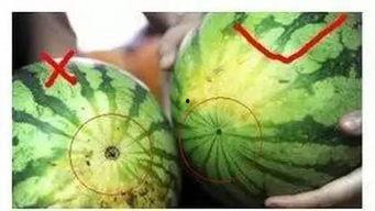 福州仓山吃瓜,夏日吃瓜指南，尽享清凉美食之旅  第3张