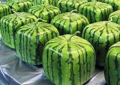 石铁大计科吃瓜,揭秘校园里的“吃瓜”风云  第3张