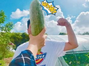 固始网红吃瓜,揭秘网络红人的幕后故事  第2张