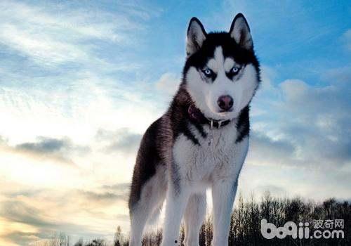 哈士奇偷瓜吃,狗狗版“偷吃记”  第2张