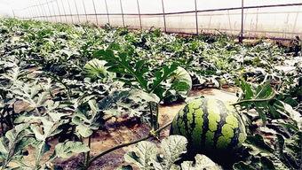 大学最新吃瓜爆料,最新大学吃瓜爆料大揭秘  第2张