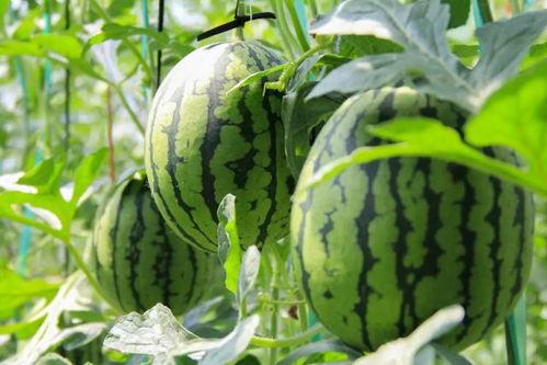 免费吃瓜A,揭秘网络热门话题背后的真相与趣味  第3张