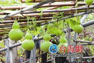 降糖可以吃葫芦瓜吗,降糖佳品，糖尿病患者的新选择