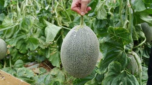 美美吃瓜,揭秘娱乐圈幕后故事  第3张