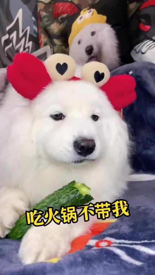 带你吃瓜不带你吃瓜