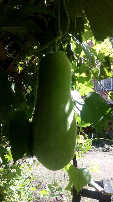 梦到吃士瓜,士瓜美食之旅  第3张