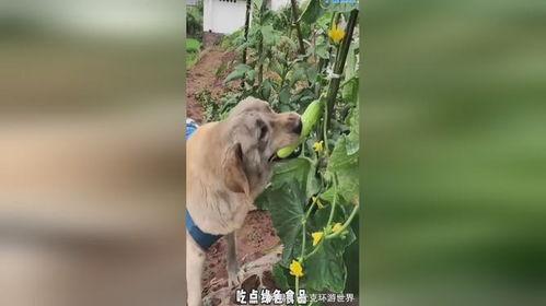 小狗吃瓜的图片,小狗吃瓜萌态十足