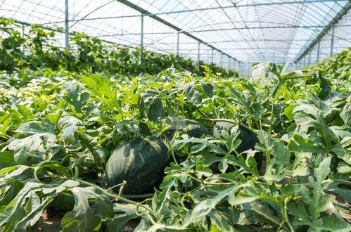 夏天在麦地吃瓜图片