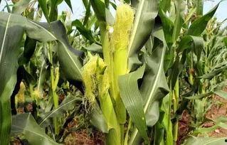 单县吃瓜墙,揭秘当地独特民俗风情  第2张