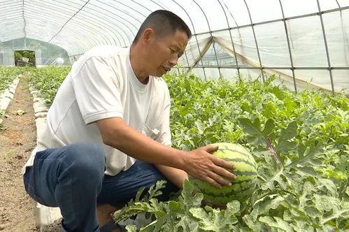 吴江绿地吃瓜  第2张