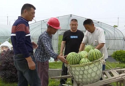 吴江绿地吃瓜  第3张