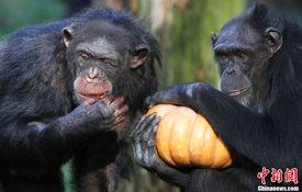 黑猩猩吃瓜图片