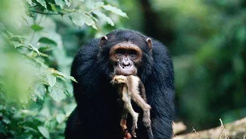 黑猩猩吃瓜图片  第2张