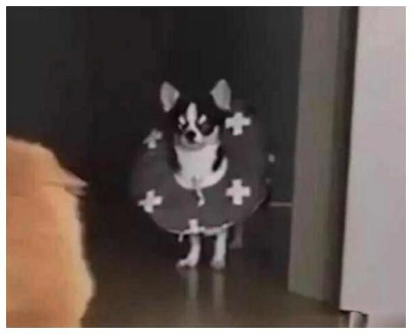 狗猫吃瓜有人吵架