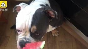 狗猫吃瓜有人吵架  第3张