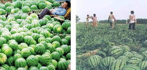 夏天吃瓜群众的好处  第3张