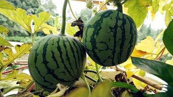 女寝室的吃瓜,揭秘宿舍里的八卦盛宴  第3张